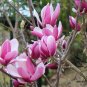 Magnolia Liliiflora, Lily Magnolia Seed 300 PCS, Woody-orchid Mulan