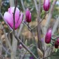 Magnolia Liliiflora, Lily Magnolia Seed 300 PCS, Woody-orchid Mulan
