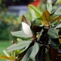 Magnolia Grandiflora, Southern Magnolia Seed 300 PCS, Guang Yulan