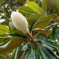 Magnolia Grandiflora, Southern Magnolia Seed 300 PCS, Guang Yulan