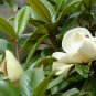 Magnolia Grandiflora, Southern Magnolia Seed 300 PCS, Guang Yulan
