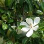 Magnolia Grandiflora, Southern Magnolia Seed 300 PCS, Guang Yulan