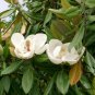Magnolia Grandiflora, Southern Magnolia Seed 300 PCS, Guang Yulan
