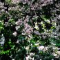 Lysidice Rhodostegia, Garden Green Seed 100 PCS, Yi Hua