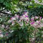 Lysidice Rhodostegia, Garden Green Seed 100 PCS, Yi Hua