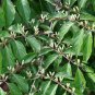 Lonicera Maackii, Amur Honeysuckle Seed 2000 PCS, Jin Yin Mu
