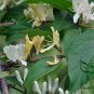 Lonicera Maackii, Amur Honeysuckle Seed 2000 PCS, Jin Yin Mu