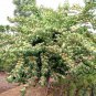 Lonicera Maackii, Amur Honeysuckle Seed 2000 PCS, Jin Yin Mu