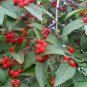 Lonicera Maackii, Amur Honeysuckle Seed 2000 PCS, Jin Yin Mu