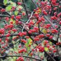 Lonicera Maackii, Amur Honeysuckle Seed 2000 PCS, Jin Yin Mu