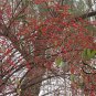 Lonicera Maackii, Amur Honeysuckle Seed 2000 PCS, Jin Yin Mu