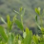 Longjing Tea, West Lake Dragon Well Tea Seed 100 PCS, Long Jing Cha