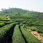 Longjing Tea, West Lake Dragon Well Tea Seed 100 PCS, Long Jing Cha