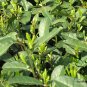 Longjing Tea, West Lake Dragon Well Tea Seed 100 PCS, Long Jing Cha