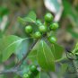 Litsea Coreana, Lanuginosa Litsea Seed 500 PCS, Mao Bao Pi Zhang