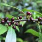 Litsea Coreana, Lanuginosa Litsea Seed 500 PCS, Mao Bao Pi Zhang
