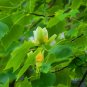 Liriodendron Chinense, Chinese Tulip Tree Seed 300 PCS, E Zhang Qiu