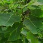 Liriodendron Chinense, Chinese Tulip Tree Seed 300 PCS, E Zhang Qiu