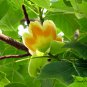 Liriodendron Chinense, Chinese Tulip Tree Seed 300 PCS, E Zhang Qiu