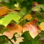 Liriodendron Chinense, Chinese Tulip Tree Seed 300 PCS, E Zhang Qiu