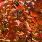 Liquidambar Formosana, Chinese Sweet Gum Seed 1000 PCS, Feng Xiang