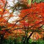 Liquidambar Formosana, Chinese Sweet Gum Seed 1000 PCS, Feng Xiang