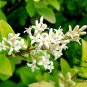 Ligustrum Vicaryi, Golden Privet Seed 500 PCS, Vicary Privet Jin Ye Nv Zhen