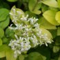 Ligustrum Vicaryi, Golden Privet Seed 500 PCS, Vicary Privet Jin Ye Nv Zhen