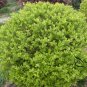 Ligustrum Vicaryi, Golden Privet Seed 500 PCS, Vicary Privet Jin Ye Nv Zhen
