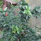 Ligustrum Obtusifolium, Border Privet Seed 500 PCS, Amur Privet Shui La