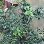 Ligustrum Obtusifolium, Border Privet Seed 500 PCS, Amur Privet Shui La