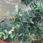 Ligustrum Obtusifolium, Border Privet Seed 500 PCS, Amur Privet Shui La