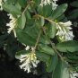 Ligustrum Obtusifolium, Border Privet Seed 500 PCS, Amur Privet Shui La