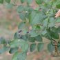 Ligustrum Obtusifolium, Border Privet Seed 500 PCS, Amur Privet Shui La