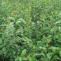 Ligustrum Compactum, Ligustrum Lucidum Seed 500 PCS, Da Ye Nv Zhen