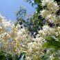 Ligustrum Compactum, Ligustrum Lucidum Seed 500 PCS, Da Ye Nv Zhen