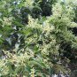 Ligustrum Compactum, Ligustrum Lucidum Seed 500 PCS, Da Ye Nv Zhen