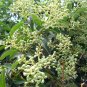 Ligustrum Compactum, Ligustrum Lucidum Seed 500 PCS, Da Ye Nv Zhen