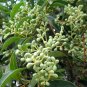 Ligustrum Compactum, Ligustrum Lucidum Seed 500 PCS, Da Ye Nv Zhen