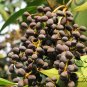Ligustrum Compactum, Ligustrum Lucidum Seed 500 PCS, Da Ye Nv Zhen