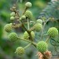 Leucaena Leucocephala, White Leadtree Seed 1000 PCS, Yin Hehuan