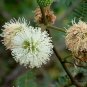 Leucaena Leucocephala, White Leadtree Seed 1000 PCS, Yin Hehuan