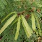 Leucaena Leucocephala, White Leadtree Seed 1000 PCS, Yin Hehuan