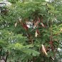 Leucaena Leucocephala, White Leadtree Seed 1000 PCS, Yin Hehuan