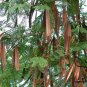 Leucaena Leucocephala, White Leadtree Seed 1000 PCS, Yin Hehuan