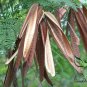 Leucaena Leucocephala, White Leadtree Seed 1000 PCS, Yin Hehuan