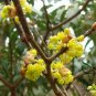 Lauraceae Obtusiloba, Lindera Obtusiloba Seed 500 PCS, San Ya Wu Yao