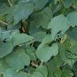 Lauraceae Obtusiloba, Lindera Obtusiloba Seed 500 PCS, San Ya Wu Yao