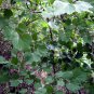 Lauraceae Obtusiloba, Lindera Obtusiloba Seed 500 PCS, San Ya Wu Yao