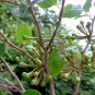 Lauraceae Obtusiloba, Lindera Obtusiloba Seed 500 PCS, San Ya Wu Yao